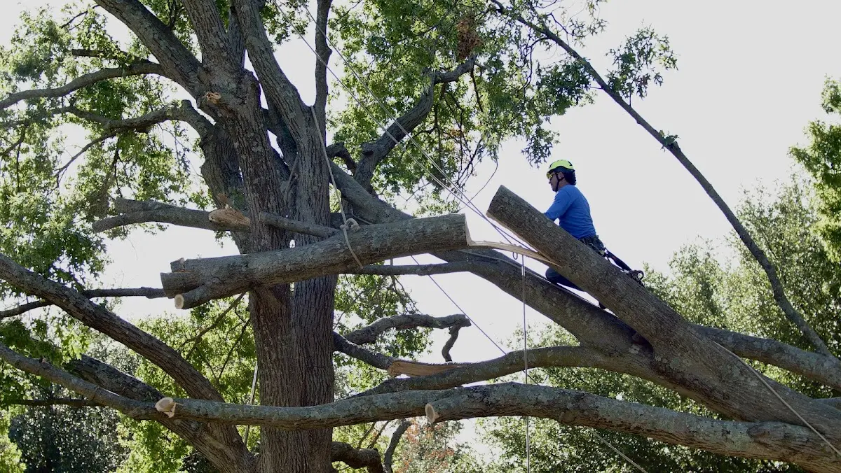 Professional Crown Thinning performed by certified arborists in Rossville